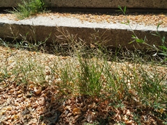 Eragrostis albensis