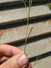 Eragrostis albensis