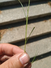 Eragrostis albensis
