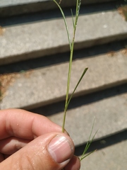 Eragrostis albensis