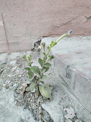 Petunia × atkinsiana