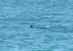 Delphinoidea