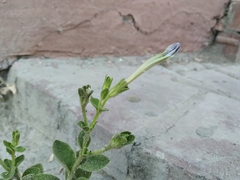 Petunia × atkinsiana