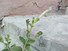 Petunia × atkinsiana