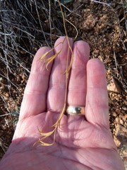 Clarkia epilobioides