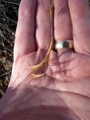 Clarkia epilobioides