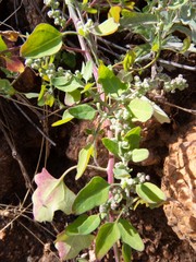 Chenopodium watsonii