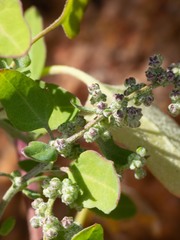 Chenopodium watsonii