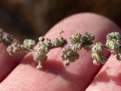 Chenopodium watsonii