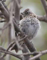 Zonotrichia capensis