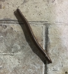 Orthoporus
