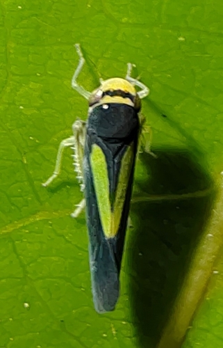 Ishidaella anemolua, 2025-09-21