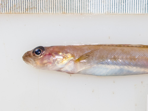 Stout Eelblenny