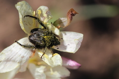 Peritrichia cinerea