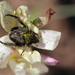 Peritrichia - Photo (c) Cecile Roux, some rights reserved (CC BY-NC), uploaded by Cecile Roux