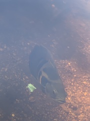 Astronotus ocellatus