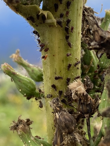 Aphid