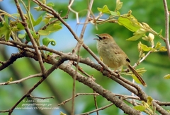 Cisticola aberrans