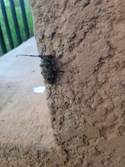 Monochamus scabiosus