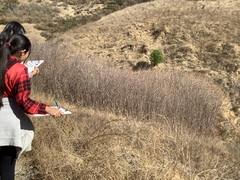 Toxicodendron diversilobum