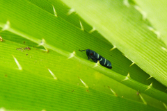 Balacha melanocephala