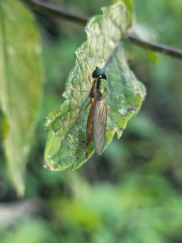 Unknown species found near King County, US-WA, US