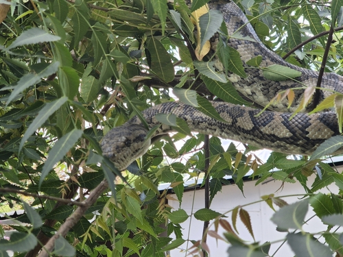 Coastal Carpet Python sighting