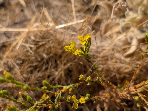 Three-ray tarweed (Deinandra lobbii)