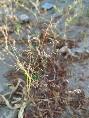 Eragrostis amurensis