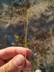 Eragrostis amurensis