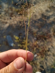 Eragrostis amurensis