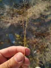 Eragrostis amurensis