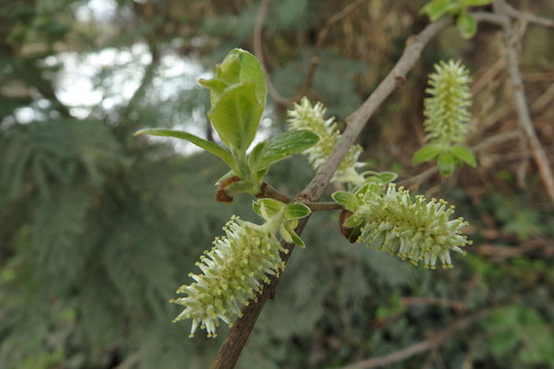 Image of Salix salviifolia by (c) Duarte Frade, some rights reserved (CC BY)