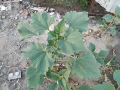 Cyclachaena xanthiifolia