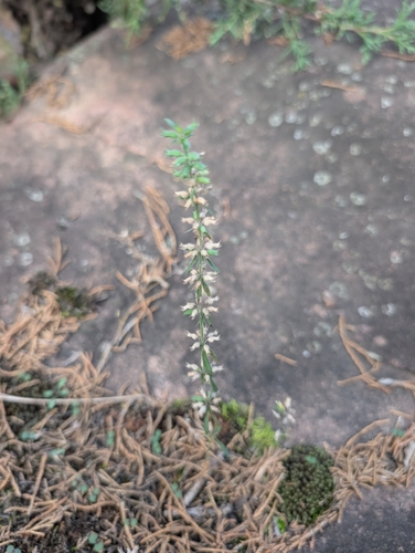 Rough False Pennyroyal (Hedeoma hispida)