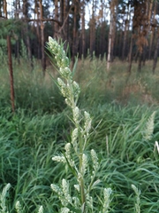 Artemisia vulgaris