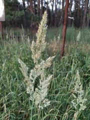 Calamagrostis epigejos