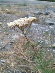 Achillea setacea