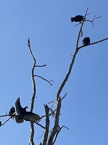 iNaturalist observation photo of Turkey Vulture
