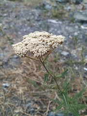 Achillea setacea
