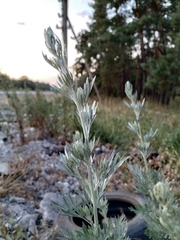 Artemisia absinthium