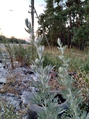 Artemisia absinthium