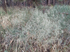 Gypsophila paniculata