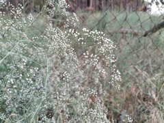 Gypsophila paniculata
