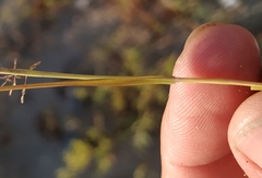 Eragrostis amurensis