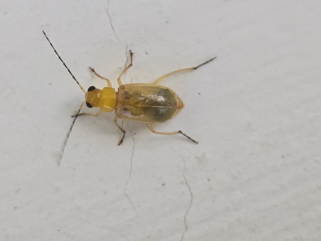 Paleosepharia pallens