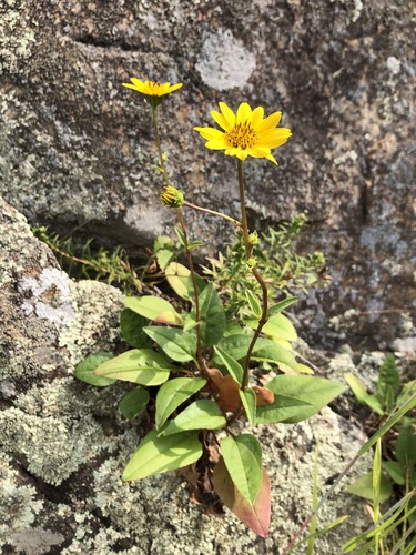 Fewleaf Sunflower (Helianthus occidentalis)