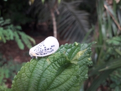 Poekilloptera phalaenoides