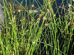 Schoenoplectus californicus