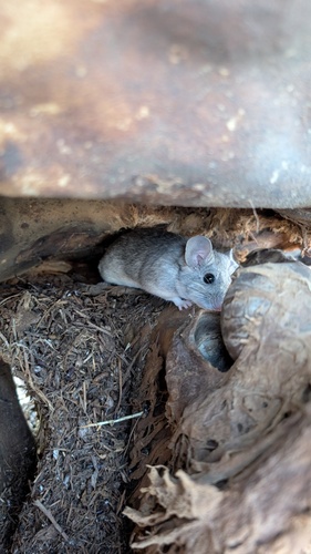 Desert Woodrat